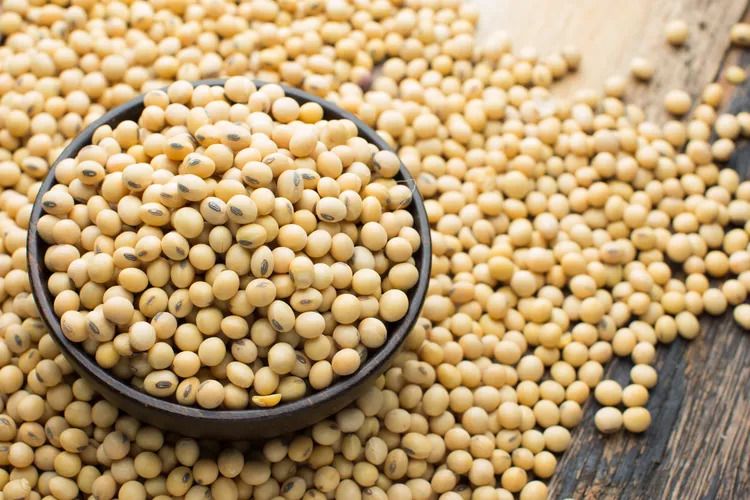 Soya Fasulyesi Yetiştirme ve Sulama: Ekonomik Açıdan Verimli Bir Yaklaşım