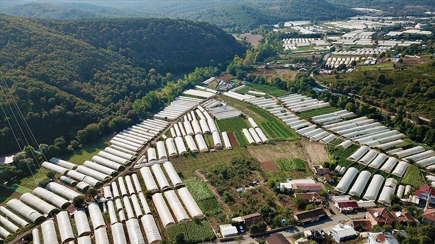 İstanbul'a sebze tedariki sağlayan Gebze'deki seralar 2 bin çiftçiye istihdam sağlıyor