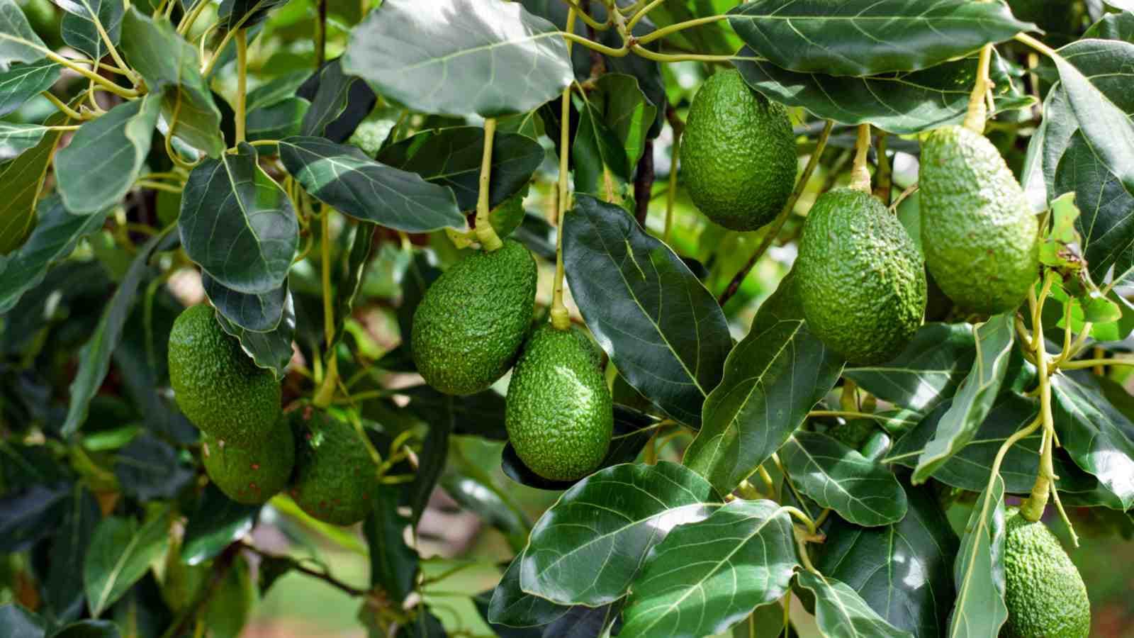 Growing and Irrigating Avocado: A Comprehensive Guide