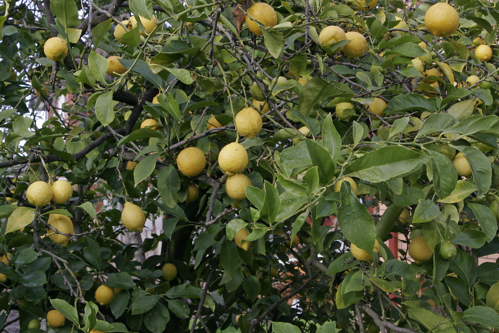Lemon: A Guide to Growing and Irrigating Economically