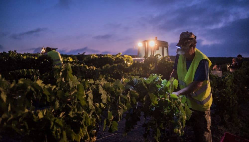Nighttime irrigation enhances effectiveness during drought conditions on Turkish agricultural land.